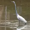 On peut la confondre aussi avec la **Grande Aigrette**, mais celle-ci est **plus grande**, de la **taille d'un héron cendré** avec un très long cou.