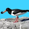 Son plumage est **blanc et noir comme une pie** avec le dessus noir et le dessous blanc.