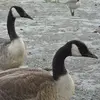Les **juvéniles** ont les barres du dessus **plus pâles** et celles des flancs **plus irrégulières et arrondies**.