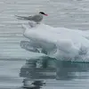 Elle passe l'**été** dans l'hémisphère nord, dans les **régions arctiques et subarctiques** comme au nord de l'Europe.