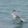 En plumage nuptial, il ressemble à la **Mouette tridactyle**. Mais celle-ci a des pattes **courtes et sombres** et le bout des ailes sans bout blanc et **moins de noir**.