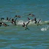 Il vole grâce à des **battements d'ailes rapides**, souvent **en groupe**.