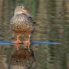 Le Canard souchet est plutôt **silencieux**. On ne l'entend qu'au printemps.