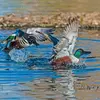 Contrairement aux autres canards de surface, le Canard souchet est **très territorial** et défend activement l'**aire de nidification** du couple, même après la ponte.