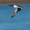 **En vol**, on remarque une **large zone bleue** (grise chez la femelle) sur l'avant des ailes et un **miroir vert** près d'une **zone blanche**.
