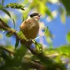 La Rémiz penduline émet un **sifflement doux "tsiiiiu" très fin et descendant**. Son **cri est plus étiré que celui du Bruant des roseaux**.