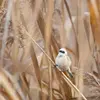 La Rémiz penduline est **plus petite que la Panure à moustaches**.