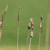 Le Phragmite des joncs est **très remuant**. Il est **peu farouche** et se montre facilement.
