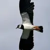 Ses ailes ont une forme particulière, **larges en forme de spatule**.