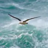C'est un **grand voilier par tous les temps** grâce à des mouvements d'ailes souples et forts.