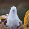 Le poussin, recouvert d'un **duvet grisâtre**, ne pourra s'envoler qu'**à partir de quatre à cinq mois**.