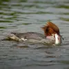 C'est un **habile plongeur**. Il peut aller jusqu'à **dix mètres de profondeur** et rester **trente secondes** sous l'eau.