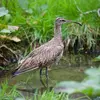 Le Courlis cendré vit dans les **grandes prairies côtières** ou à l'**intérieur des terres**, mais aussi dans les **marais et tourbières** de la Taïga.