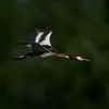 **En vol**, on remarque une **zone blanche à l'avant et à l'arrière** des ailes.
