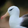 Il peut vivre **soixante ans** environ.