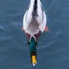 Le Canard colvert est **omnivore**.