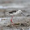 Son nid est une **petite dépression au sol** sur les rivages, fait d'herbe et de divers végétaux.
