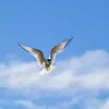 Vu du dessous, les ailes sont grises avec un **bord net noir** entouré d'**une zone blanche translucide**.