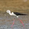 Elle est souvent en train de **patauger dans l'eau**, et se déplace avec de **grands pas rapides**.