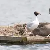 Au nid, les petits sont nourris par **régurgitation des parents**.