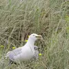 Il nidifie principalement sur les **îles côtières, les falaises, les dunes**, et les lacs.