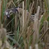 Le Butor étoilé se nourrit de **poissons, grenouilles et insectes** et rongeurs.