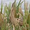 Quand il est **dérangé**, il a une **attitude de camouflage**, il **étire cou et bec vers le ciel** et reste immobile dans les roseaux.