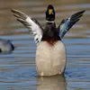 Il nage autour de la femelle, le **cou tendu**, se **redresse** en **bombant la poitrine**, redresse nerveusement la queue, **hérisse ses plumes de tête** ou tend le cou au raz de l'eau…