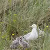 Le nid, en **coupe** faite des matériaux trouvés aux alentours, sera **abrité** dans un rocher ou une touffe herbeuse.