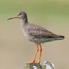 Le Chevalier guignette ressemble au **Chevalier gambette** (Tringa totanus) mais celui-ci est **plus grand**, les **pattes plus longues et oranges,** avec le **plumage blanc rayé de brun dessous, et brun dessus**.