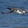 **En vol**, le noir sur le dos est **plus étendu que chez le Pingouin torda**. Le **blanc est peu étendu** sur les côtés et les **pieds dépassent de la queue**.