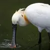 Son bec spatulé permet de **filtrer l'eau** et de retenir les proies.