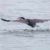 Il est **très bon pêcheur**. Souvent **en solitaire**,  il n'a pas besoin de beaucoup de temps pour capturer ses proies.
