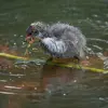 À la belle saison, les petits sont nourris de **végétaux immergés et d'algues** comme les adultes.