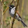 Le Bruant des roseaux fait la **taille d'un moineau**.