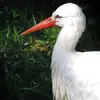 En plumage nuptial, de **longues plumes blanches** apparaissent au niveau du cou.
