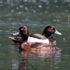 Le Fuligule morillon se met **en couple** à la fin de l'hiver **avant ou après la migration** sur le lieu de nidification.
