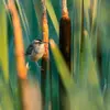 Le Phragmite des joncs vit dans la **végétation touffue des zones humides** : les **phragmitaies** (ou roselières) avec buissons, les **joncs**, les **saulaies** au bord de l'eau, les fossés.