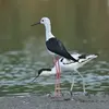 On la trouve facilement avec d'**autres espèces** comme l'**Avocette élégante**.