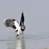 Sur son **lieu de reproduction**, on reconnaît le Vanneau huppé à son **chant "tyrolien"** avec des **variations brutales vers le haut ou le bas**. "criarrh wewe criou ouit ouit".