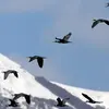 Il vole parfois **en chevrons** (en V) pour faciliter la progression. Le premier en tête, les autres **volent dans son sillage** plus facilement. Il sera ensuite relayé pour récupérer.