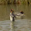 Elle est capable de **s'envoler de la surface** de l'eau facilement, **presque à la verticale**.
