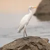 On peut la confondre avec le **Héron garde-boeufs**, mais celui-ci a le **bec jaune**, la **tête plus arrondie** avec un plumage épais sous le menton.