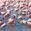 Il capture notamment une **espèce de crevette** qui lui donne sa **couleur rose** par la présence de pigments.