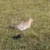 Les juvéniles ont le **cou et la poitrine "chamois"**. Leur plumage est **moins contrasté** et un **liseré pâle** est visible sur le dessus.