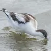 Les juvéniles ont un **motif brun foncé** dans leur plumage et leurs pattes sont grises.