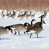 Ou **migratrice** lorsque les hivers sont rigoureux comme dans les **pays scandinaves** (Suède, Finlande).