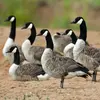 C'est un **oiseau grégaire** qui vit en communauté. Notamment lors des **migrations** où les familles voyagent ensemble.