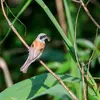 La Rémiz penduline se nourrit d'**insectes et d'araignées** à la belle saison, notamment au **moment de l'élevage**.