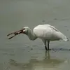Elle trouve sa nourriture dans les **grandes étendues d'eau libre, peu profondes**.